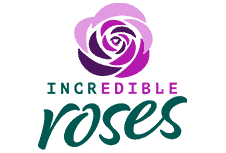 Incredible roses